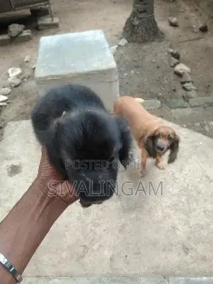 Cocker Spaniel