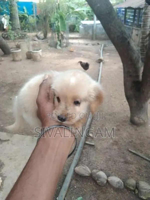 Cocker Spaniel