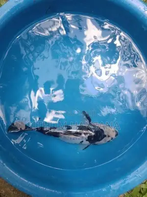 Koi Fish"