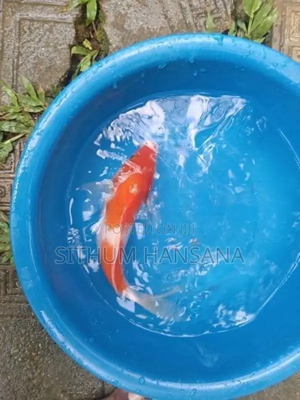 Koi Fish"