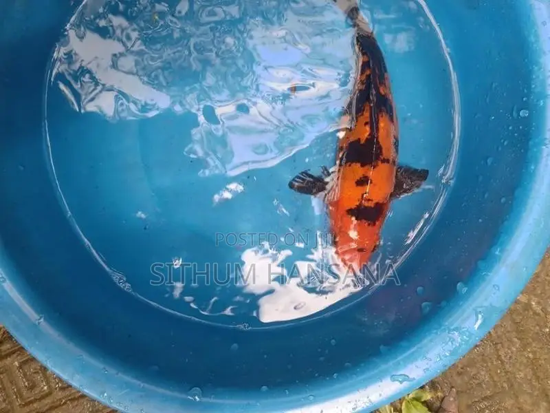 Koi Fish"