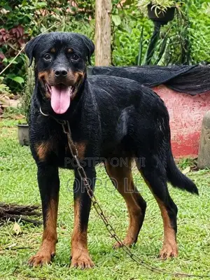 Rottweiler Dog