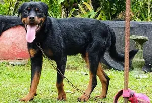 Rottweiler Dog