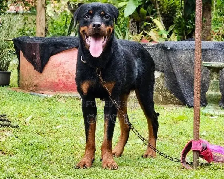 Rottweiler Dog