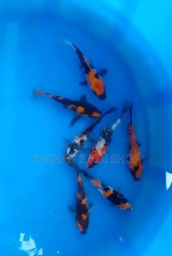 Koi SL Fish