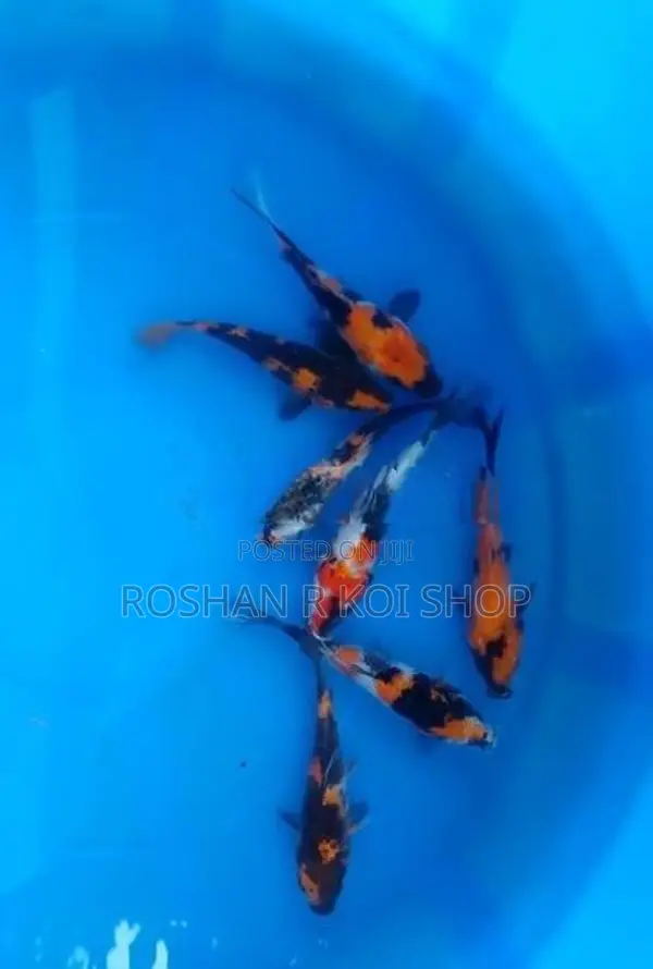 Koi SL Fish