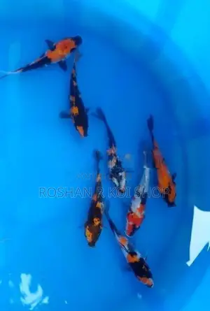 Koi SL Fish
