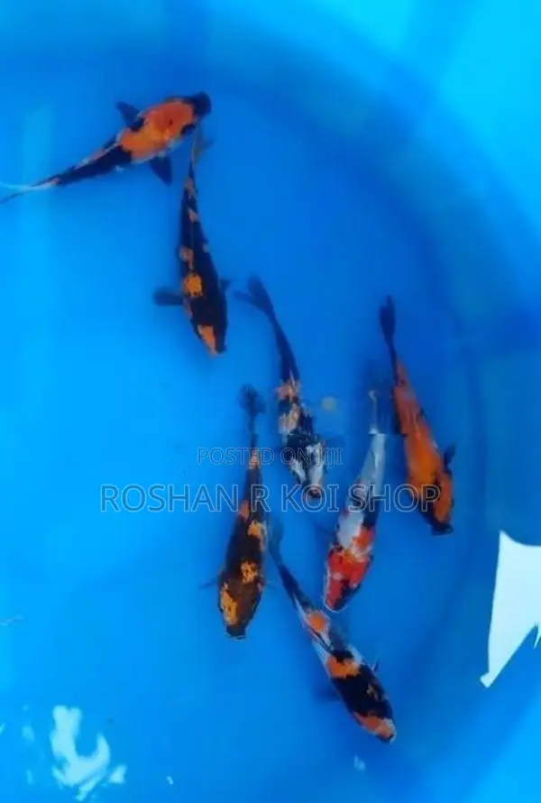 Koi SL Fish