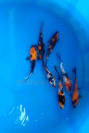 Koi SL Fish