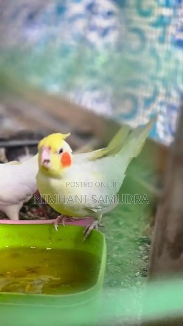කොකටේල් කුරුල්ලන්