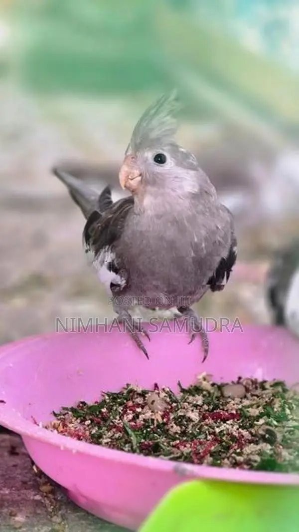 කොකටේල් කුරුල්ලන්