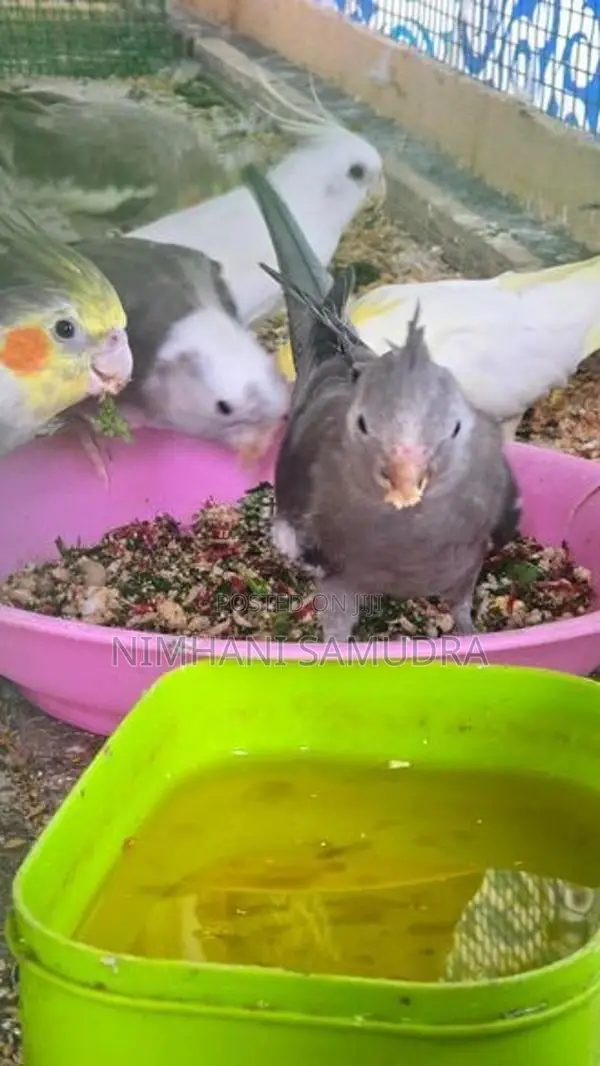 කොකටේල් කුරුල්ලන්