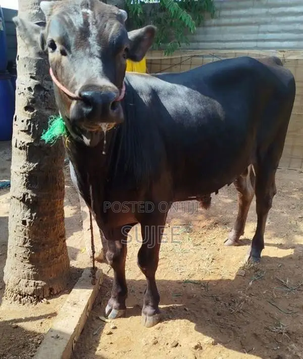 Male Cow