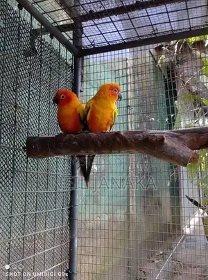 Sun Conure