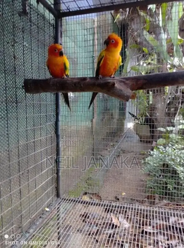 Sun Conure