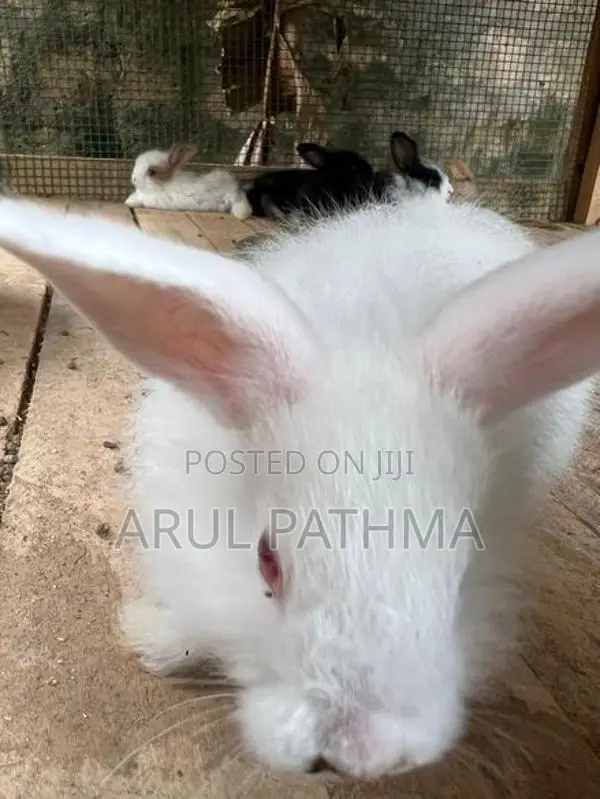 சடை முயல்