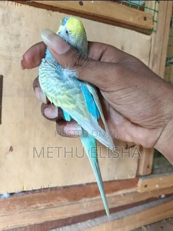 Budgies