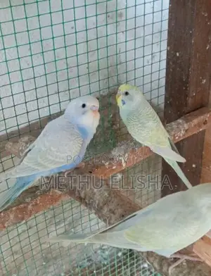 Budgies