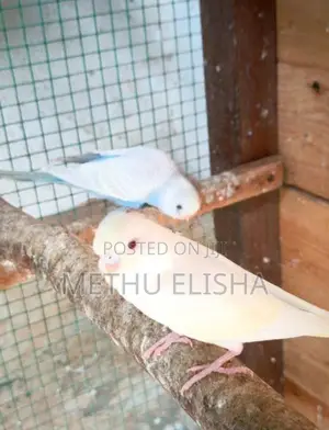 Budgies