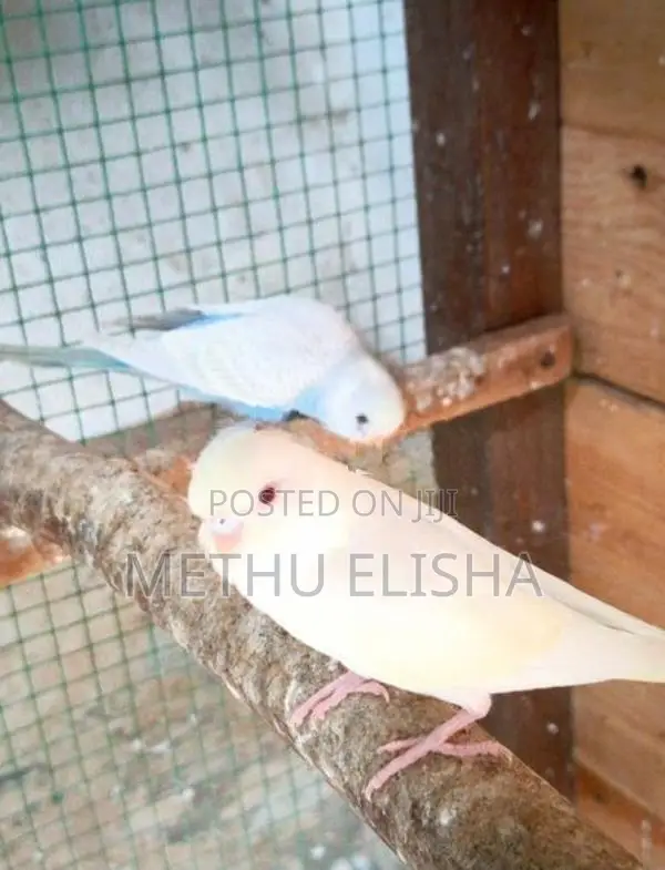 Budgies