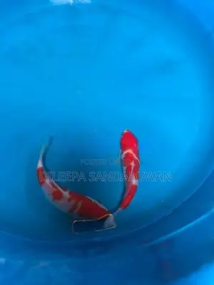 koi Fish