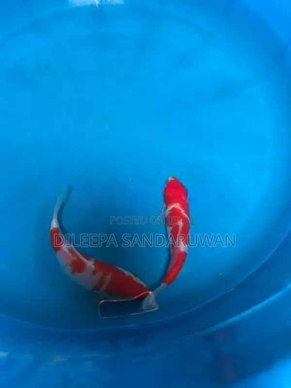 koi Fish