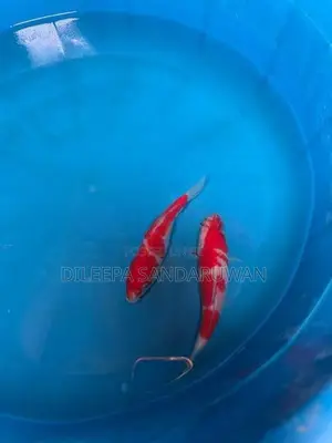 koi Fish