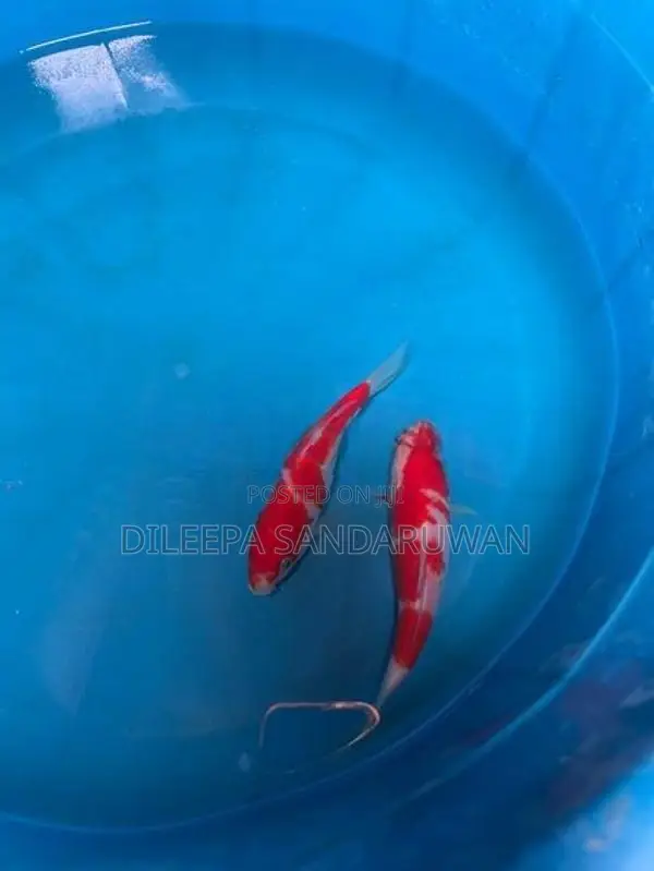 koi Fish