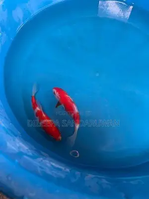 koi Fish