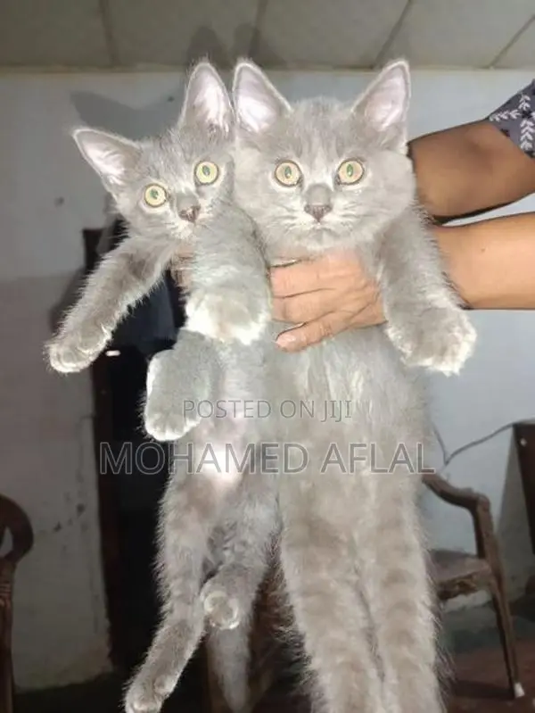 Persian Kittens