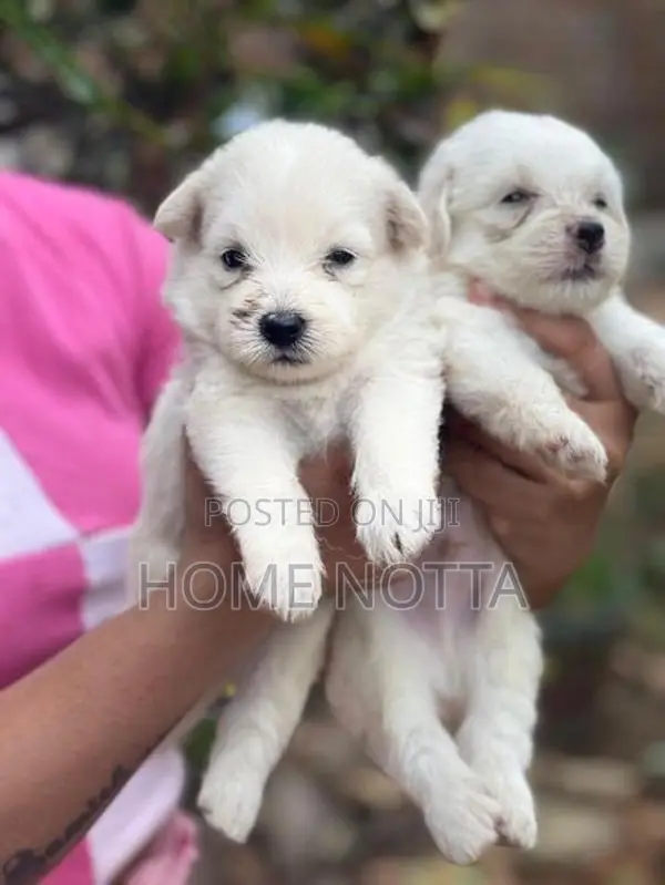 Layan Pomeranian