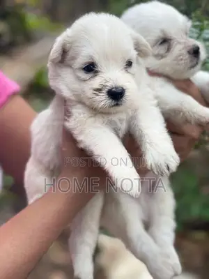 Layan Pomeranian