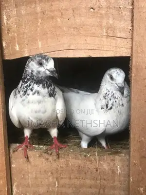 Pigeons