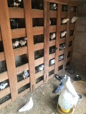 Pigeons