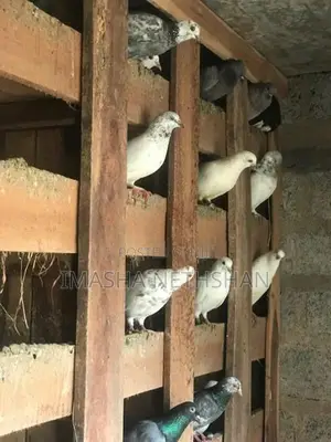 Pigeons