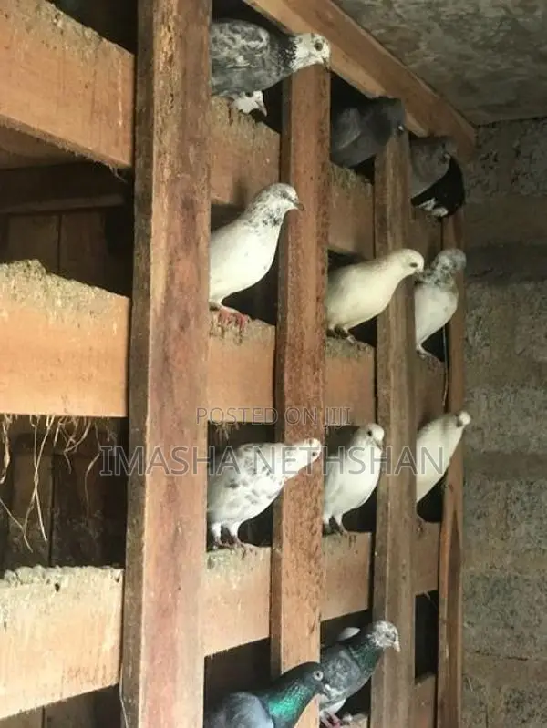 Pigeons
