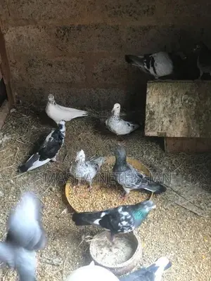 Pigeons