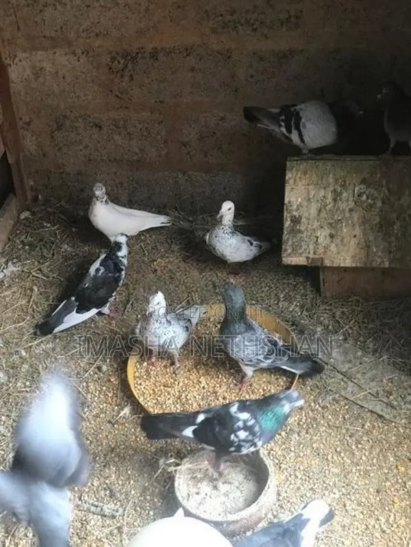 Pigeons
