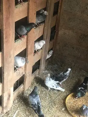 Pigeons