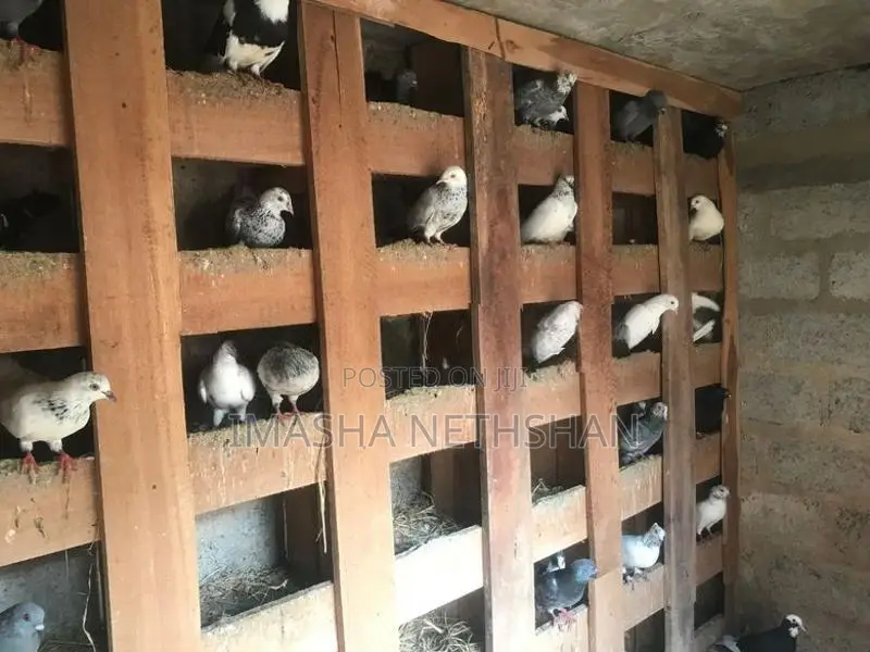 Pigeons