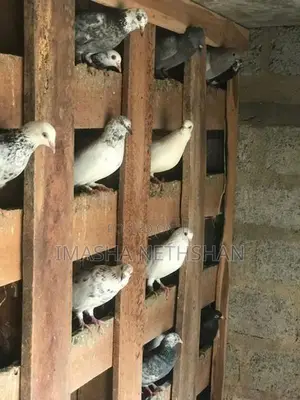 Pigeons