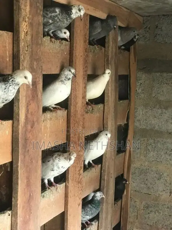 Pigeons