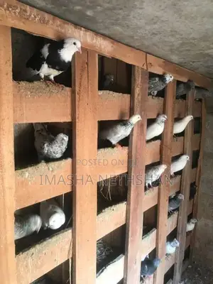 Pigeons