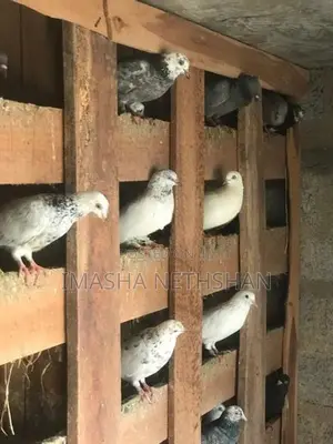 Pigeons