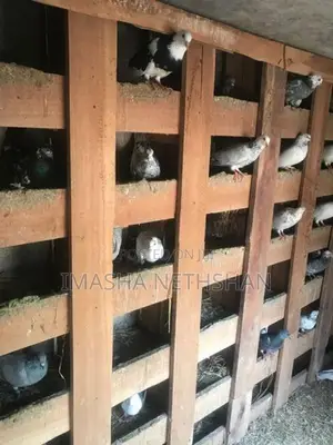 Pigeons