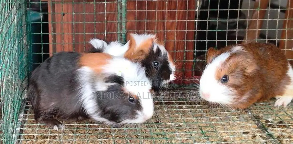 ගිනිපිග්