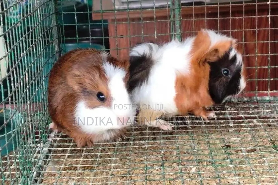 ගිනිපිග්
