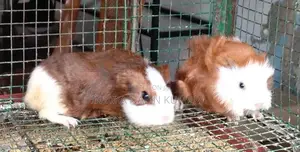 ගිනිපිග්