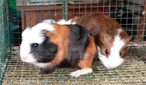 ගිනිපිග්