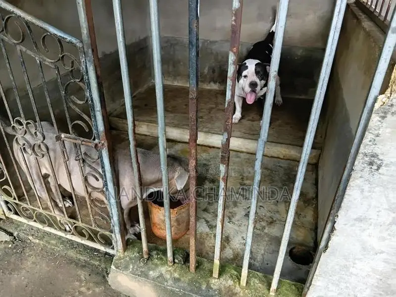 American Bully Female Puppy